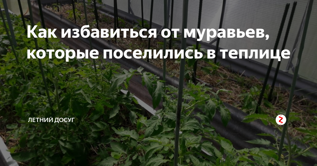 Преимущества и недостатки при выращивании овощей в теплицах, парниках, под пленкой - комнатные и садовые растения, уход за ними sad-doma.net