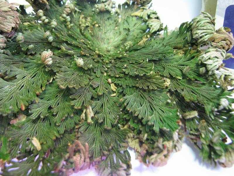 Роза иерихона размножение в домашних условиях. полное описание растения иерихонская роза