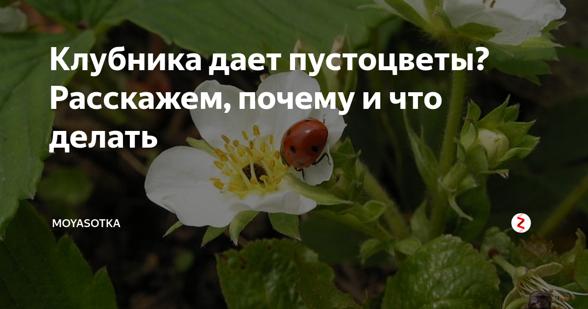 Лучшие сорта клубники на 2023 год: топ-32 самых урожайных и вкусных