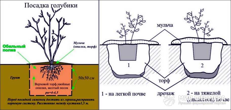 Голубика - посадка и уход | как правильно высадить куст голубики