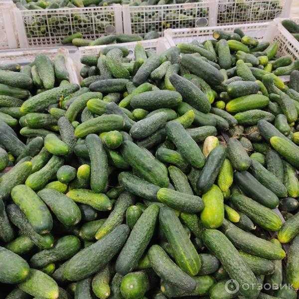 11 ответов на вопросы о плесени на продуктах питания