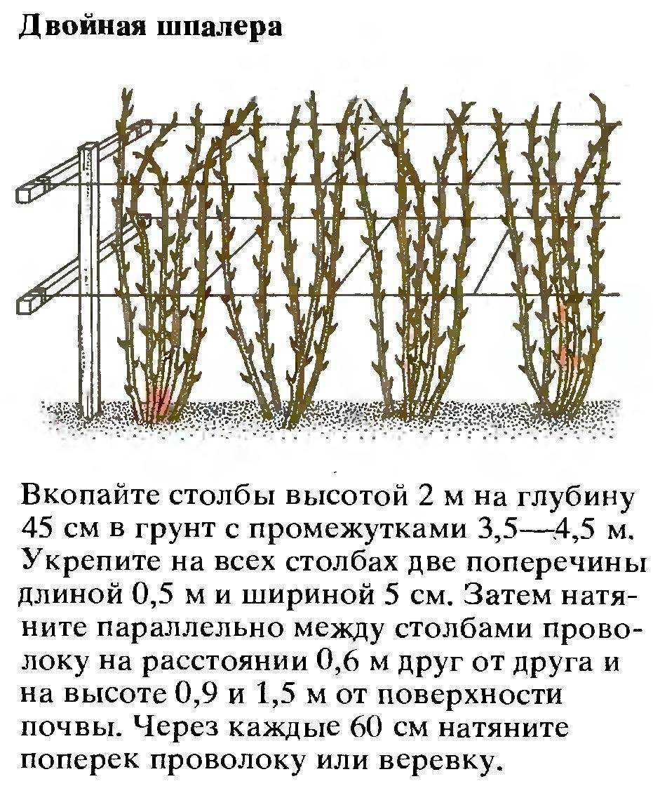 Где лучше на участке посадить малину: как растет садовая ягода с фото, выбор места на даче, куда сажать кусты - в тень или на солнце, какую почву любит куст?