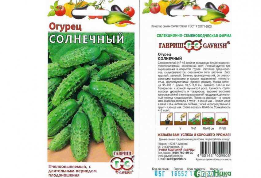 12 лучших сортов огурцов для засолки