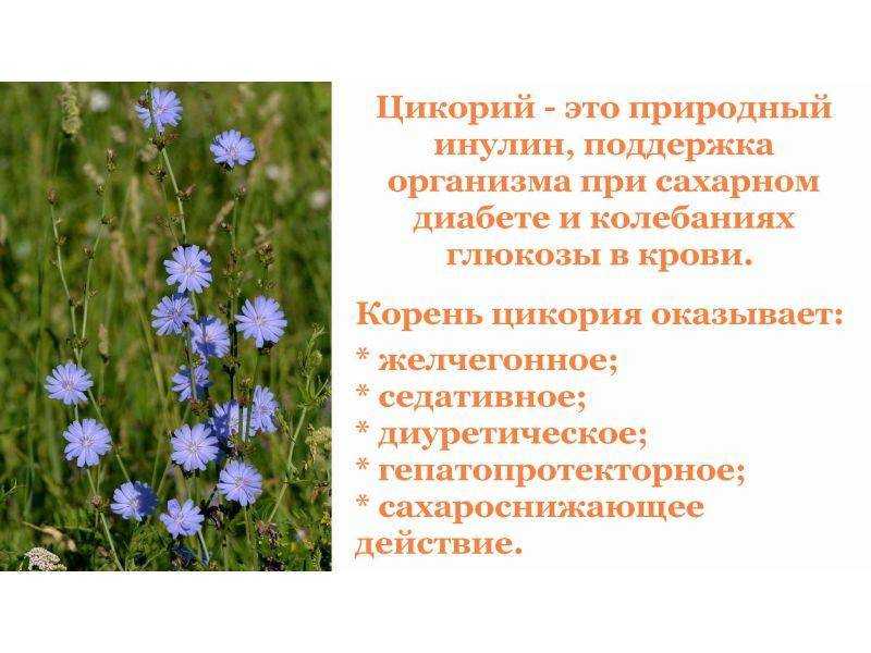 Цикорий растворимый: полезные свойства и противопоказания