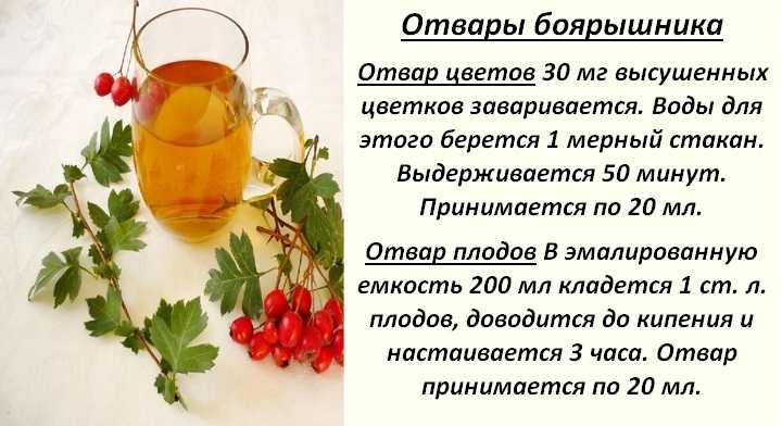 Боярышник: польза и противопоказания. как заваривать ягоды - рецепты приготовления - сила здоровья