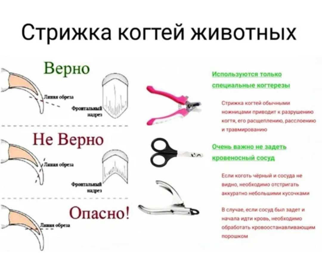 Как подстричь когти кошке