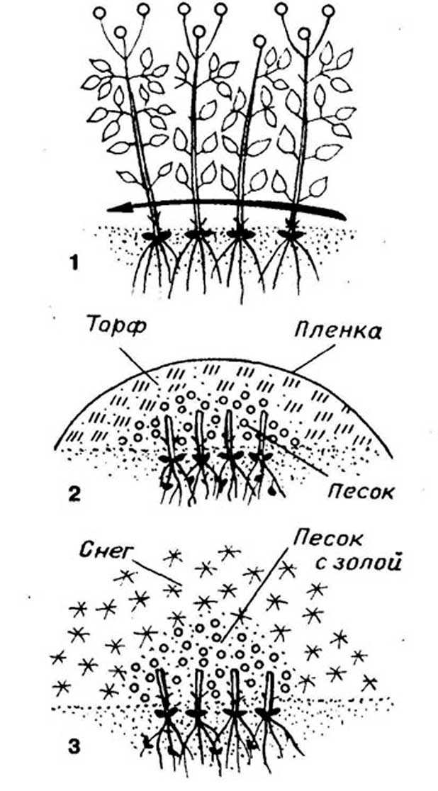Когда цветет клематис: фото и сорта, почему не цветет и что делать?