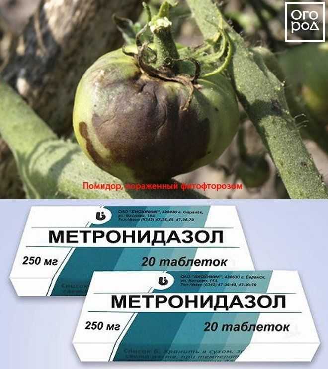 Опрыскивание огурцов трихополом и метронидазолом: рецепты растворов и обработка