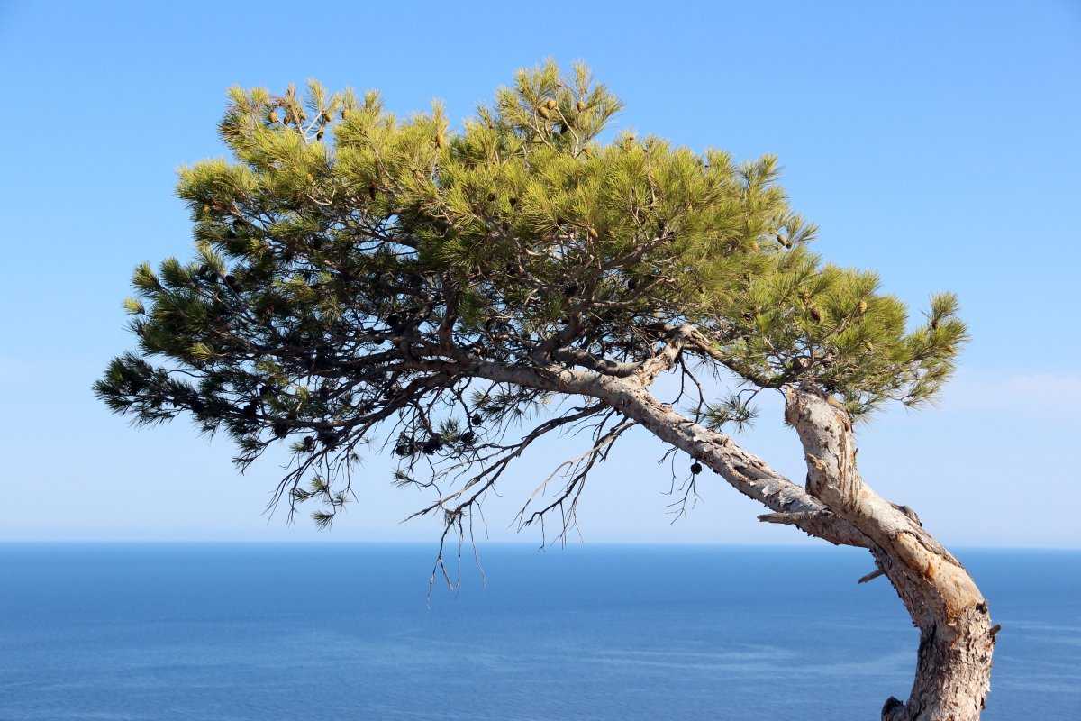 Сосна и ее лечебные свойства. применение, противопоказания, заготовка и фото сосны.