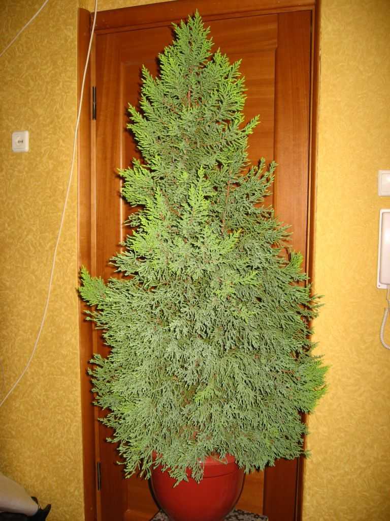 Купрессус: уход в домашних условиях, фото
