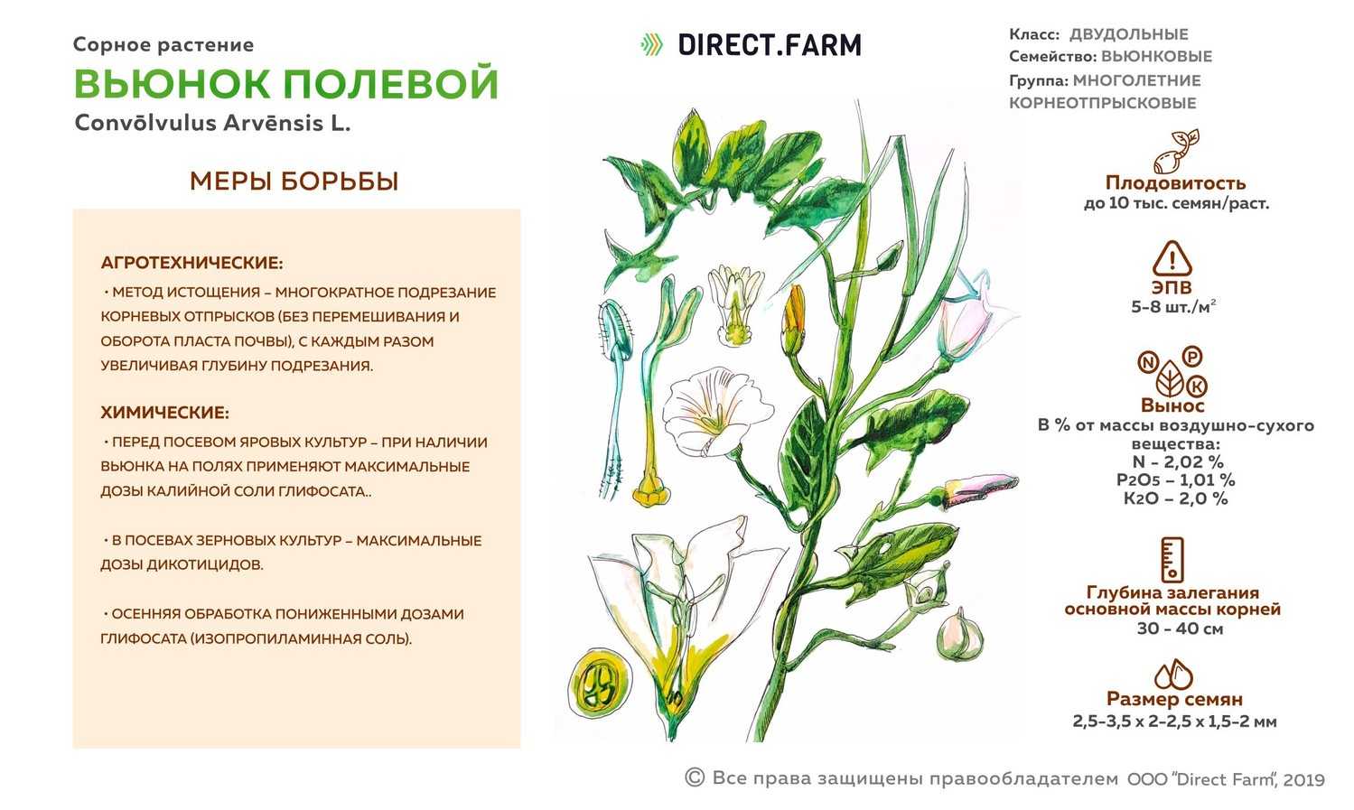 Чем засеять огород, чтобы земля отдохнула и не росли сорняки