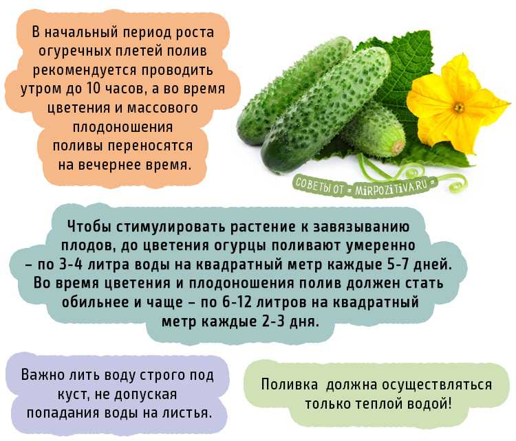 Подкормка огурцов во время цветения и завязывания плодов