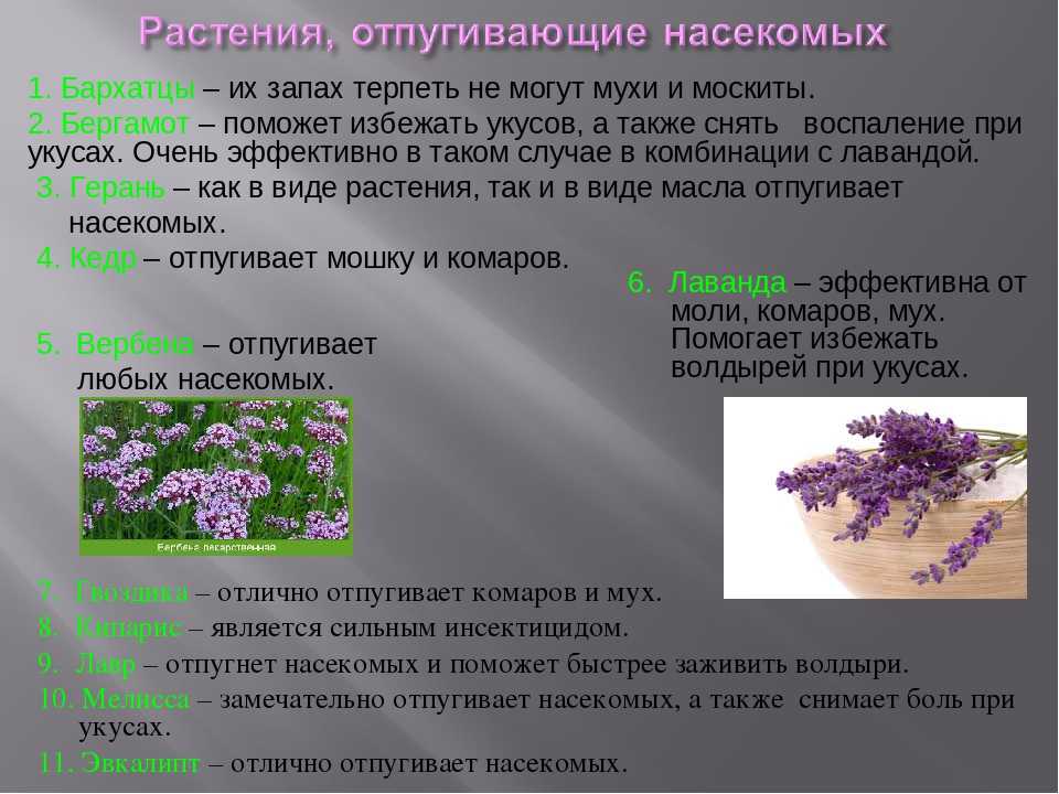Какие запахи не любят собаки