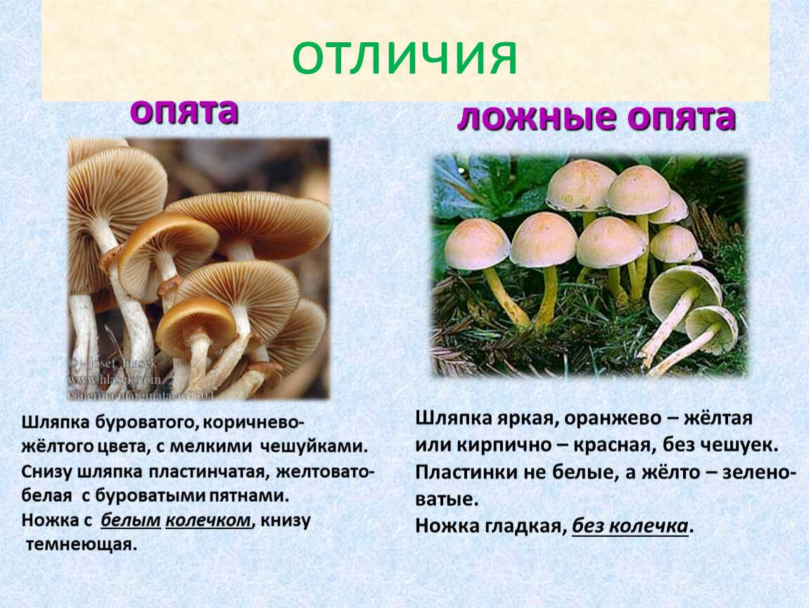 Съедобные и несъедобные опята, как отличить + фото