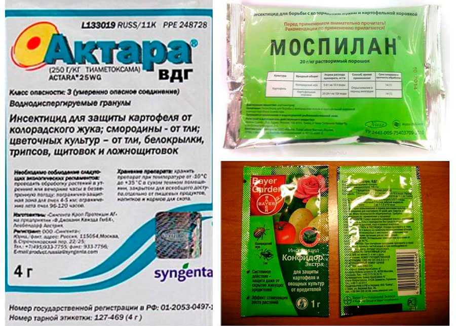 Белокрылка в огороде как избавиться. как избавиться от симпатичного вредителя растений белокрылки