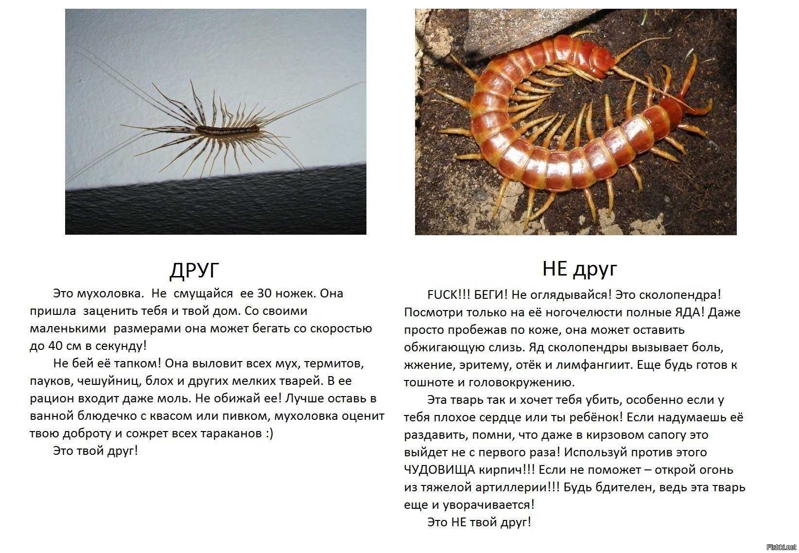 Укус сколопендры или сороконожки: как выглядит, последствия для человека?