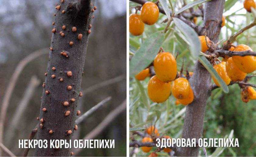 Выращивание устойчивых сортов и форм облепихи как альтернатива химическому способу борьбы с облепиховой мухой | статья в журнале «молодой ученый»