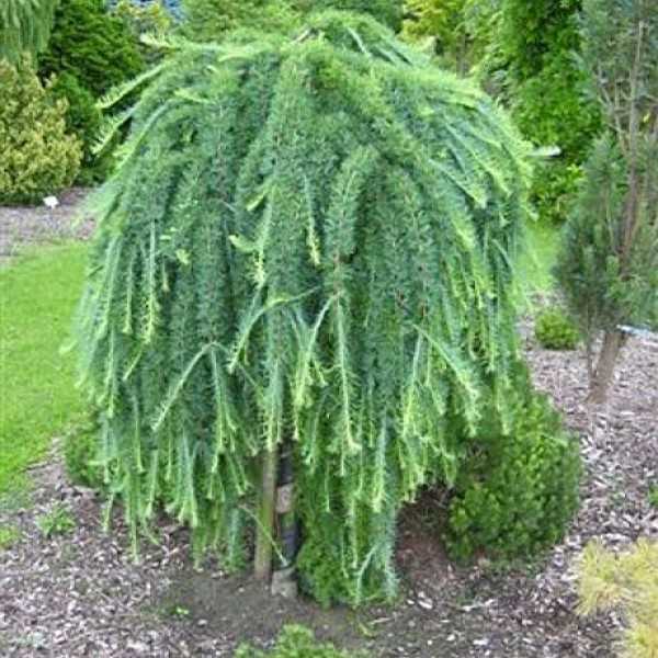 Лиственница японская (кемпфера, larix kaempheri): фото и описание сортов, stiff weeper, диана
