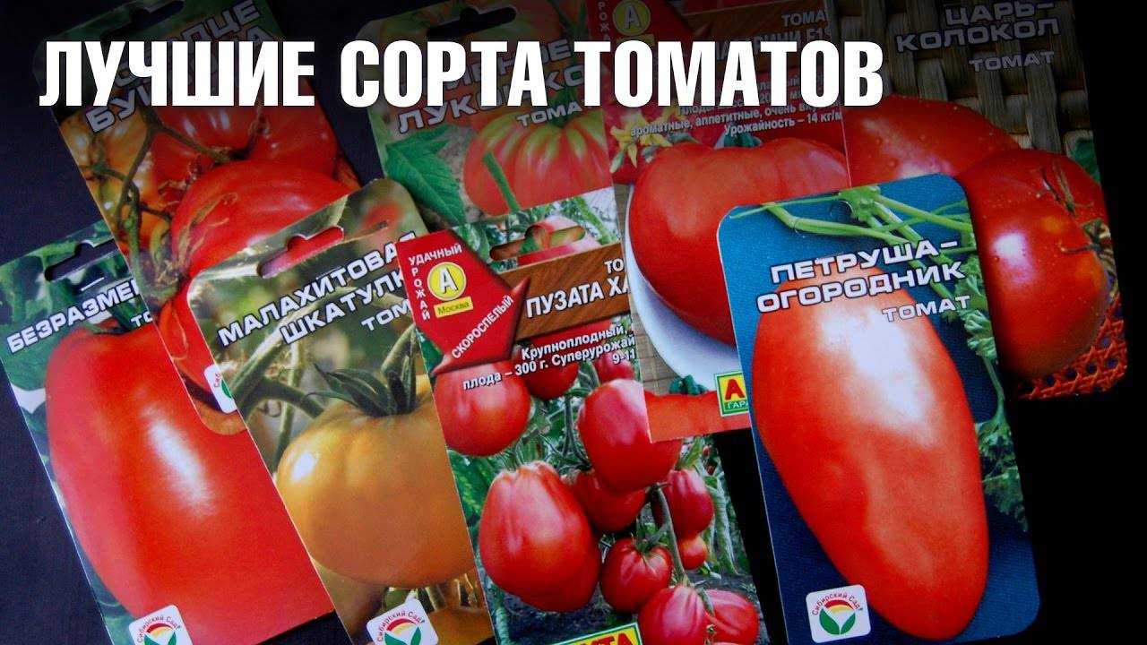 Лучшие сорта томатов для теплицы из поликарбоната для подмосковья: описание с фото