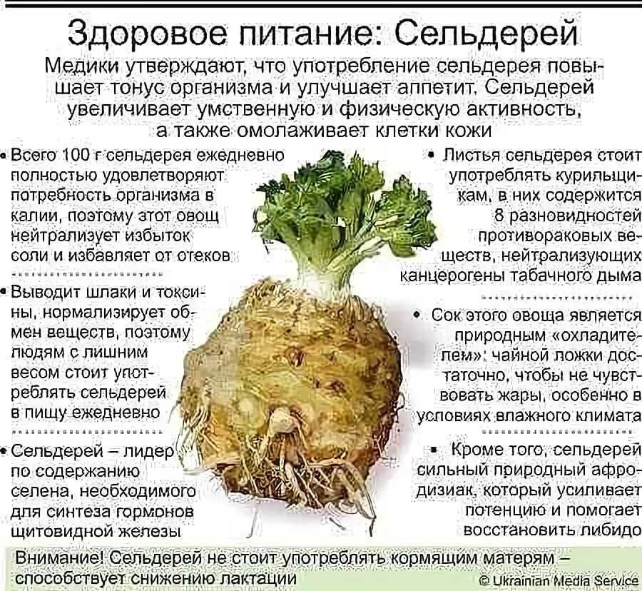Сельдерей