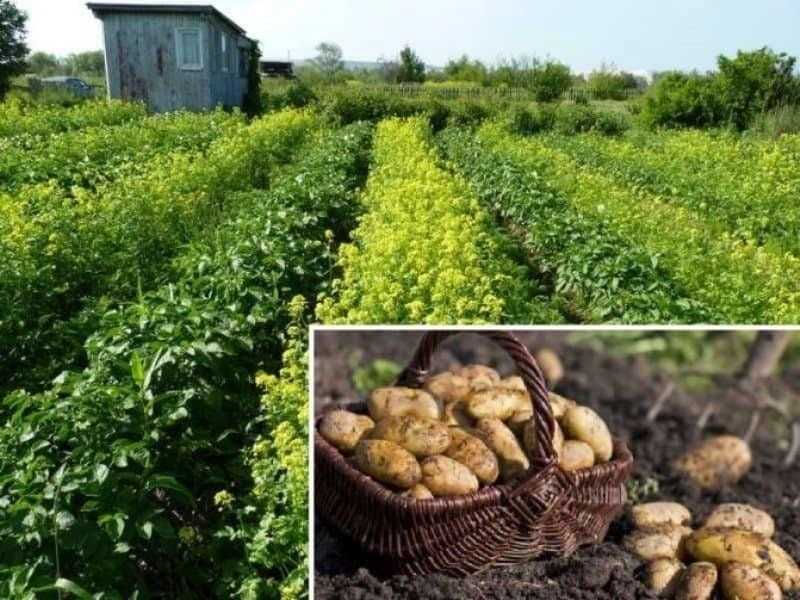 Как вырастить хороший урожай картофеля на даче