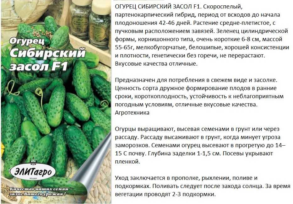 Лучшие сорта огурцов на 2023 год: самые урожайные, вкусные, для теплицы и открытого грунта