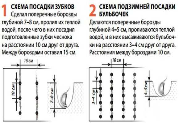Подготовка грядки под чеснок: секреты высоких урожаев