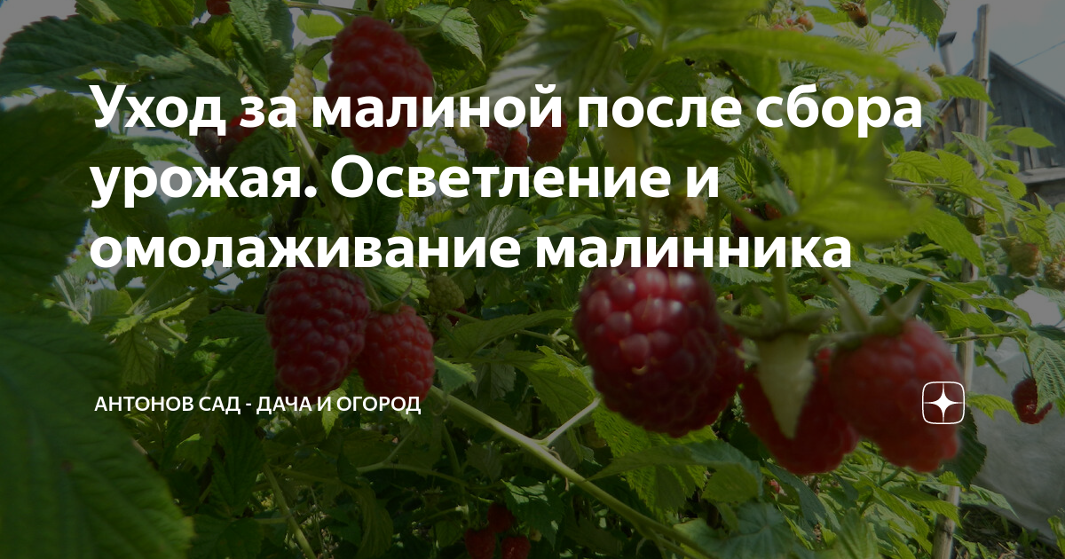 Как подготовить землю осенью к весне, способы оздоровления и восстановления, с чем перекапывать грядки после сбора урожая