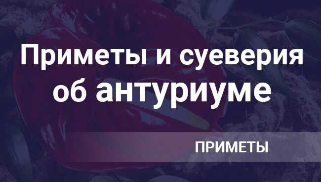 Антуриум: приметы и суеверия, можно ли держать цветок дома, мужское счастье, что означает, антуриум и спатифиллум вместе, магические свойства, фотогалерея