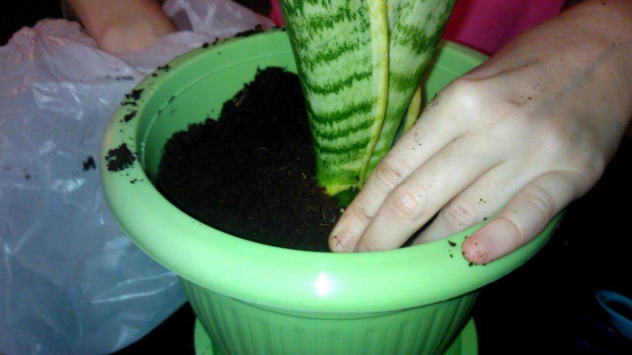 Цветок тещин язык – как ухаживать за сансевиерией и размножать листом?