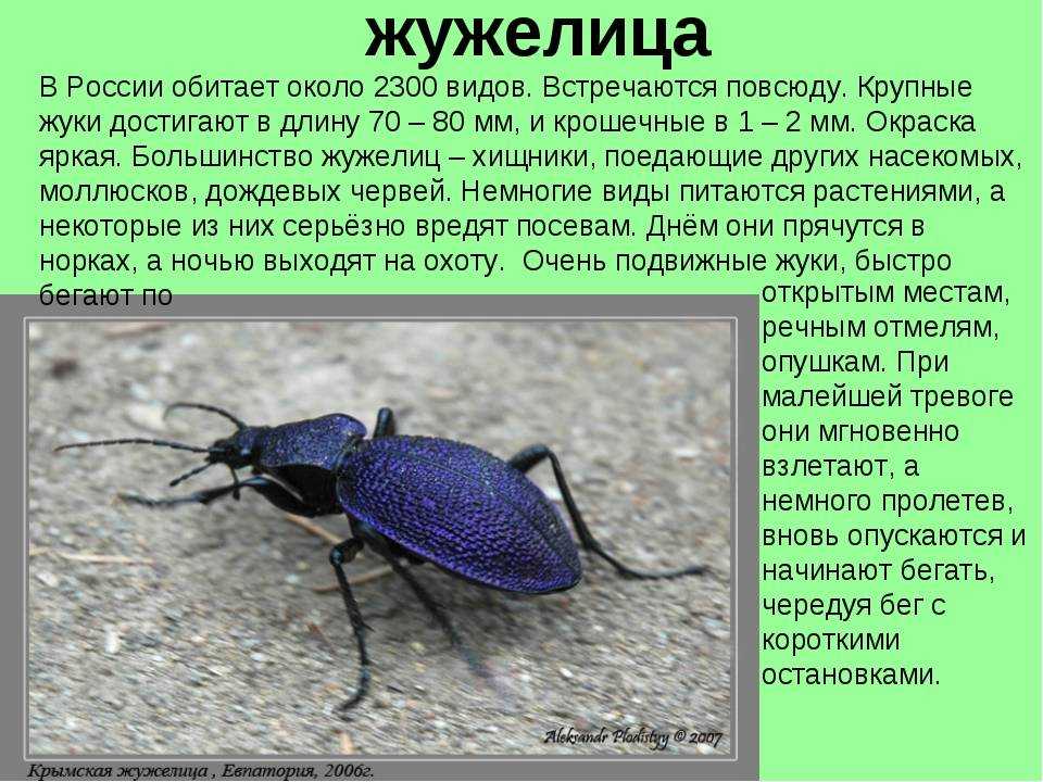 Как избавиться от жучков на кухне и как не допустить их повторного появления