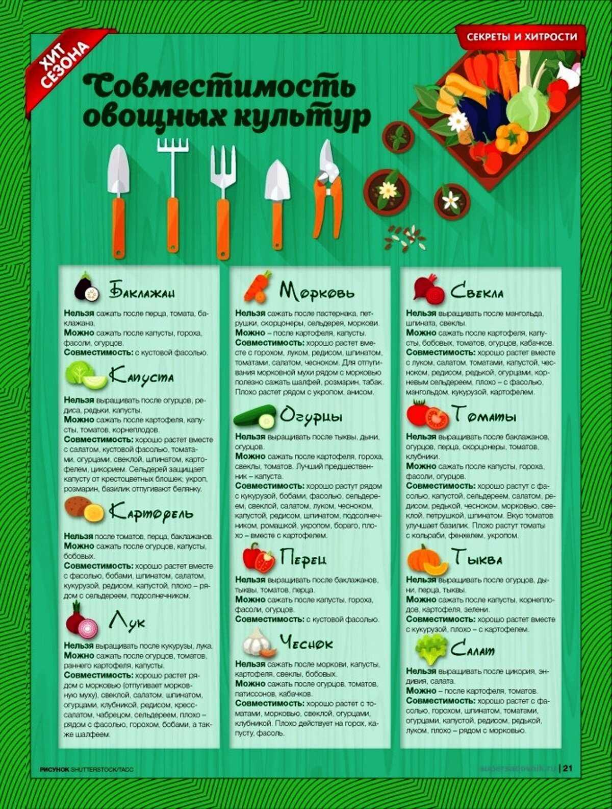 Плодовые деревья и кустарники в саду: схема посадки, как правильно расположить растения в саду, фото