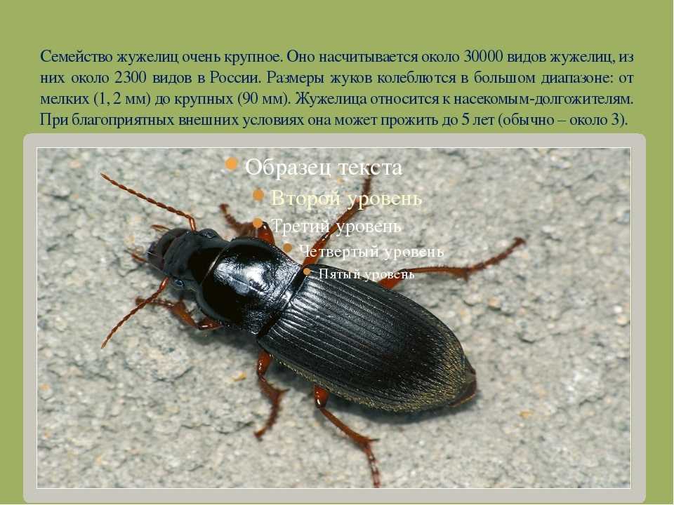 Жужелицы - взгляд любителя  (очерк а.л.лобанова по материалам работ о.л.крыжановского)