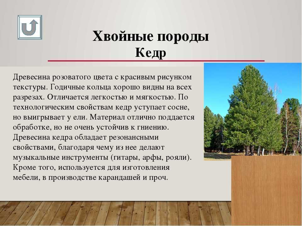 Как вырастить кедр из орешка
