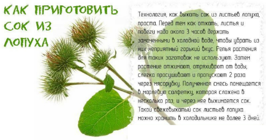Сок лопуха - чем полезен, что лечит, как готовить и принимать