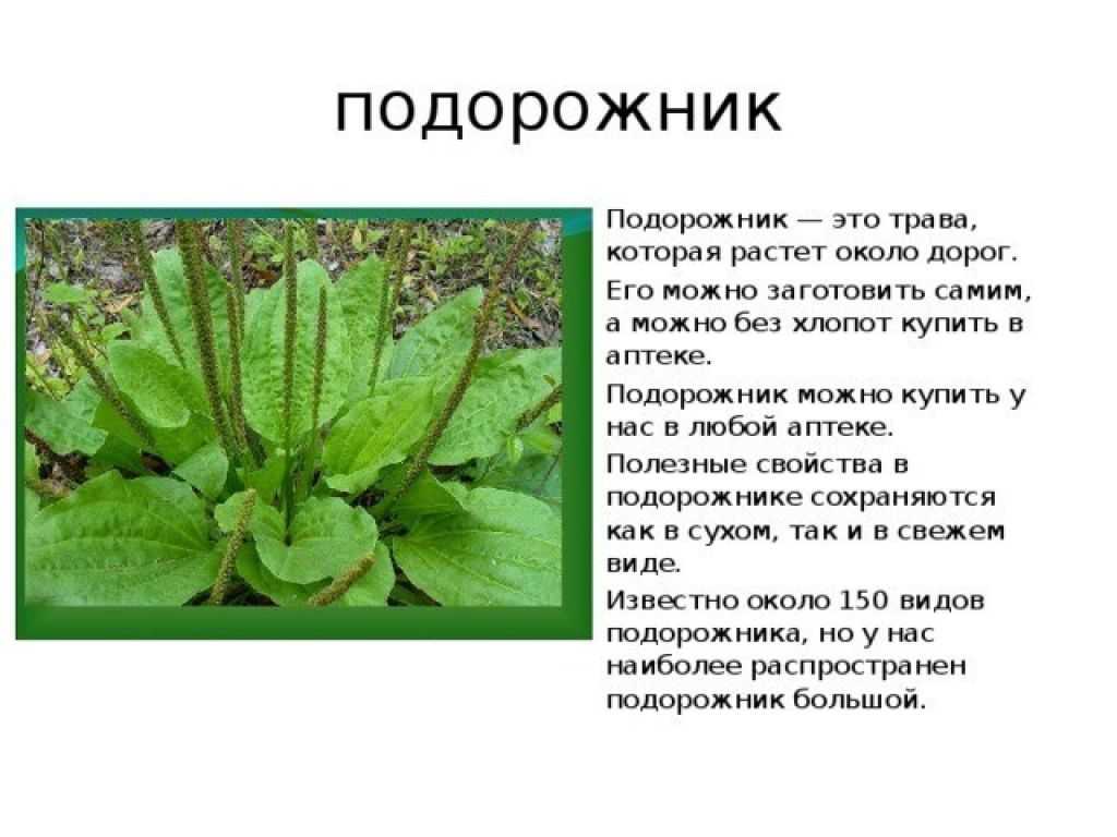 Подорожник: лечебные свойства, применение в народной медицине, рецепты, противопоказания