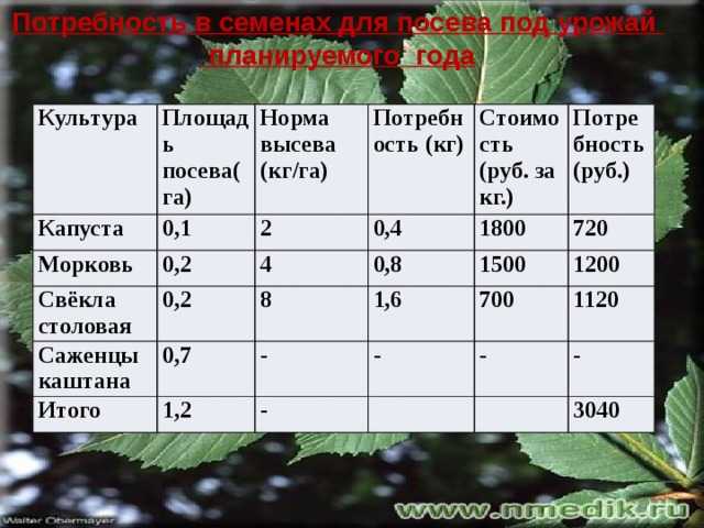 Удобрения для краснокочанной капусты - правила подкормок