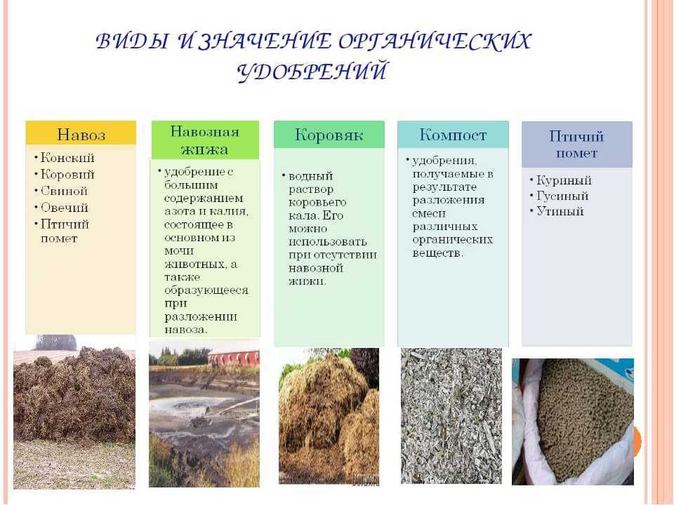 Особенности обработки озимого чеснока перед посадкой