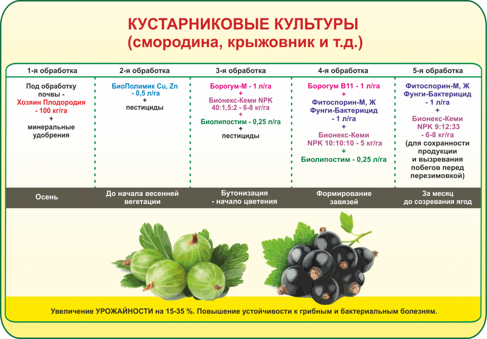 Подготовка чеснока к посадке под зиму за два шага