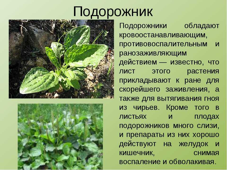 Подорожник польза и вред | травник