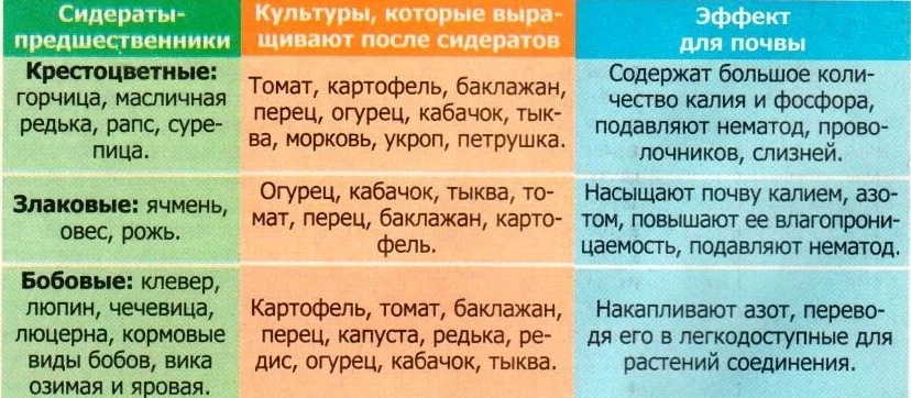 После чего лучше сажать огурцы: лучшие предшественники