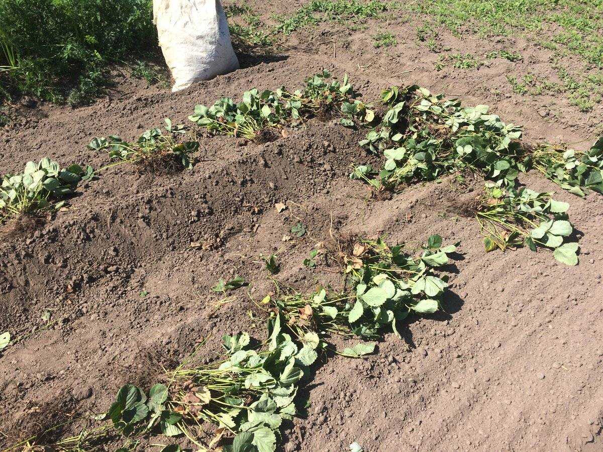 Пересадка клубники осенью на другое место - сроки и уход, благоприятные дни