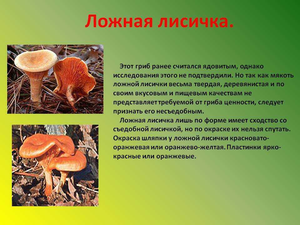 Лисички ложные и настоящие: как их отличить и насколько опасны "фальшивки" :: syl.ru