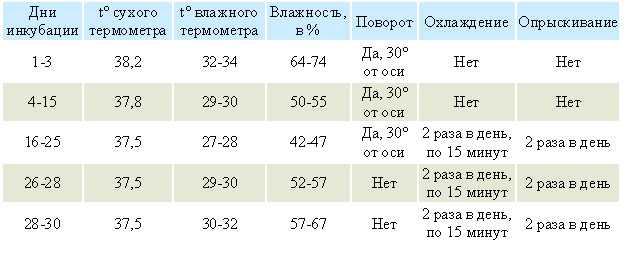 Инкубация гусиных яиц в домашних условиях