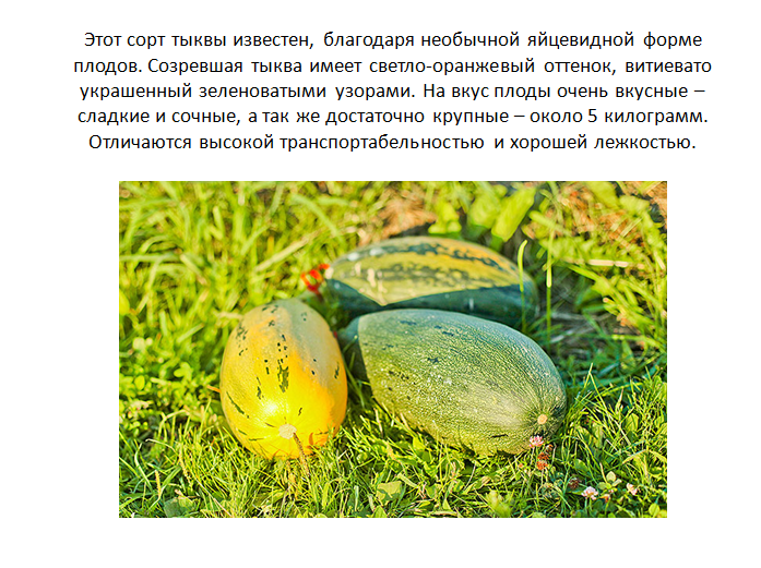 Самые сладкие сорта тыквы 2020