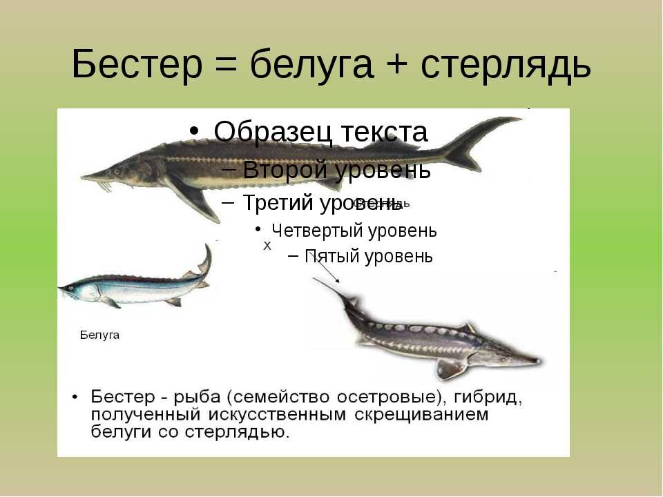 Отличие стерляди от осетра фото