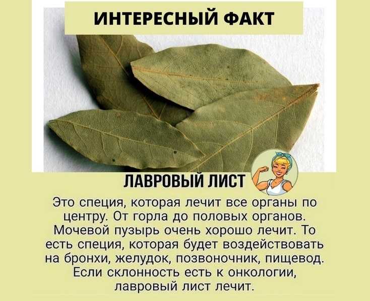 Лавровые листья – полезная приправа и лекарственное средство! как применяют отвар из лаврового листа - автор екатерина данилова - журнал женское мнение