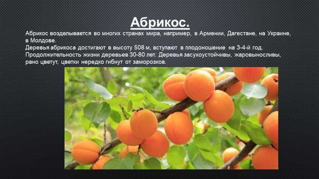 Абрикос: свойства и применение в лечебных целях