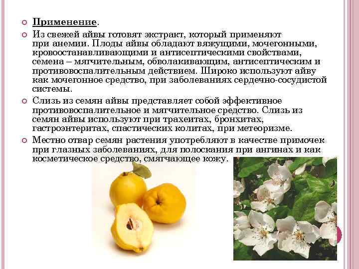 Айва: что это за фрукт, его польза и вред, как выбрать, хранить, есть