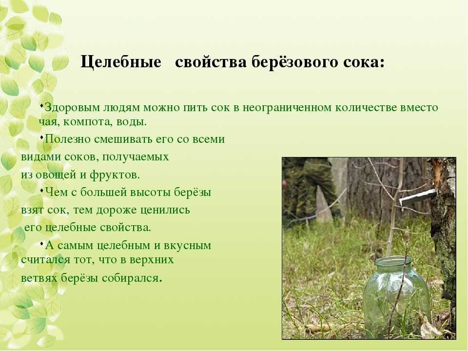 Березовый квас – самый вкусный и длительный способ хранения березового сока